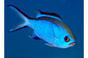 Chromis Cyanea