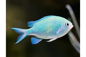 Chromis Viridis