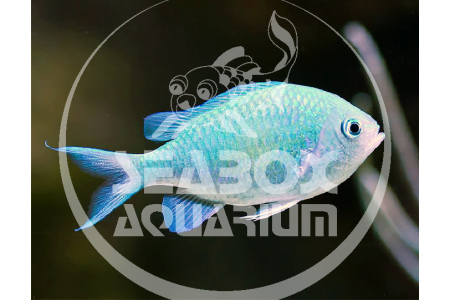 Chromis Viridis