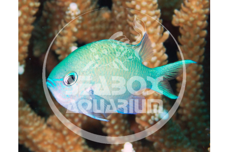 Chromis Viridis