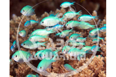 Chromis Viridis