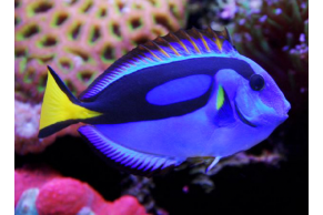 Paracanthurus Hepatus