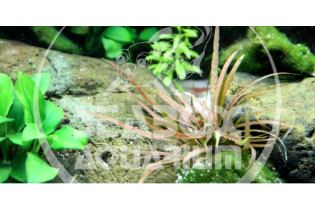 Cryptocoryne Albida 'Brown'