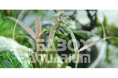 Cryptocoryne Albida 'Brown'