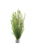 Mayaca Fluviatilis