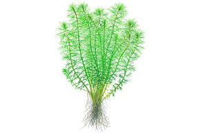 Myriophyllum 'Guyana'