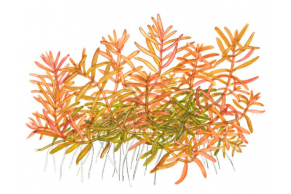 Rotala 'Vietnam H'ra'