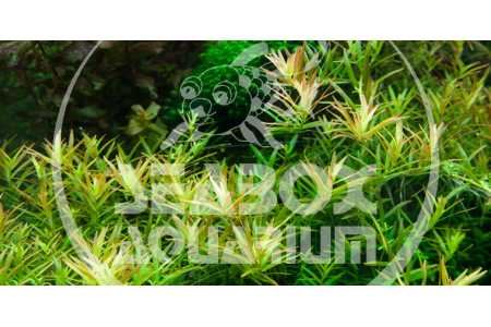 Rotala 'Vietnam H'ra'