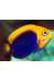 Centropyge Acanthops