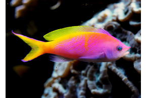 Pseudanthias Bartlettorum