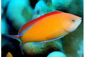 Pseudanthias Ignitus