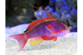 Pseudanthias cf Cheirospilos