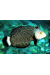 Novaculichthys Taeniourus