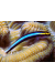 Elacatinus Oceanops T. B.