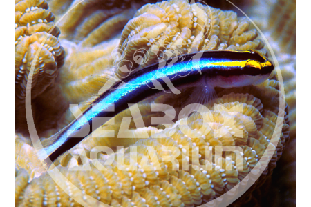 Elacatinus Oceanops