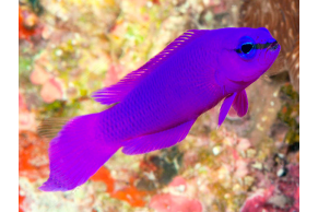 Pseudochromis Fridmani