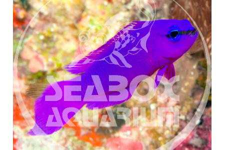 Pseudochromis Fridmani