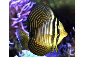 Zebrasoma Veliferum