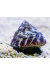 Trochus Histrio