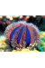 Mespilia Globulus