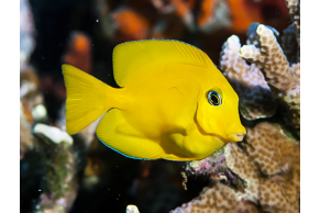 Acanthurus Pyroferus - Livrea: Giovane