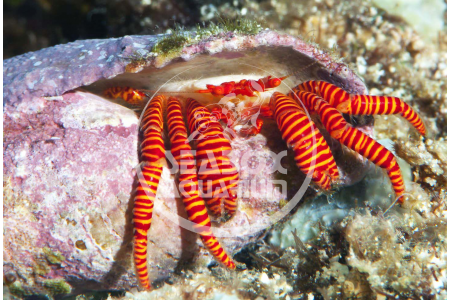 Ciliopagurus Strigatus