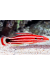 Bodianus Sepiacaudus