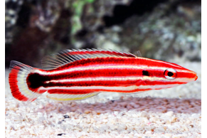 Bodianus Sepiacaudus