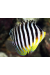 Paracentropyge Multifasciata