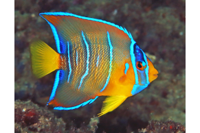 Holacanthus Ciliaris - Livrea: Giovane