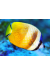 Chaetodon Kleinii
