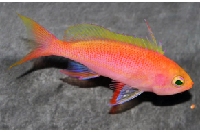 Pseudanthias Pulcherrimus