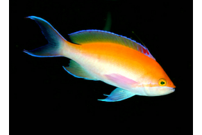 Pseudanthias Bicolor