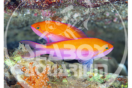 Pseudanthias Bicolor