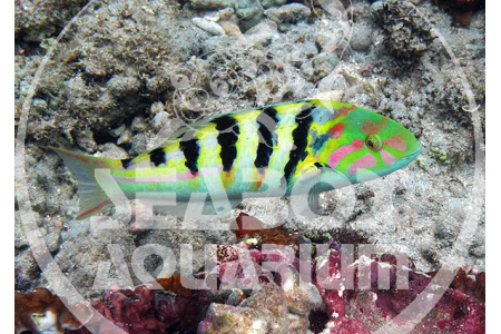 Thalassoma Hardwicke