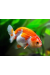 Ranchu Mix