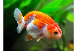 Ranchu Mix