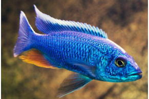 Sciaenochromis Ahli