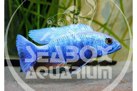 Sciaenochromis Ahli