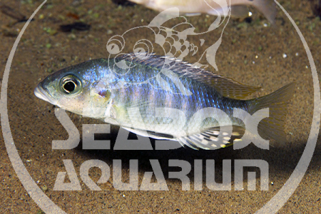 Sciaenochromis Ahli