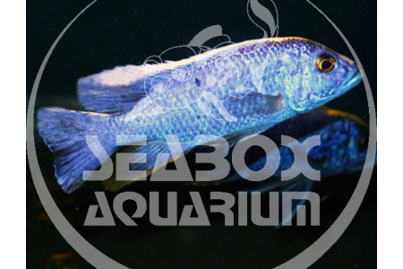 Sciaenochromis Ahli