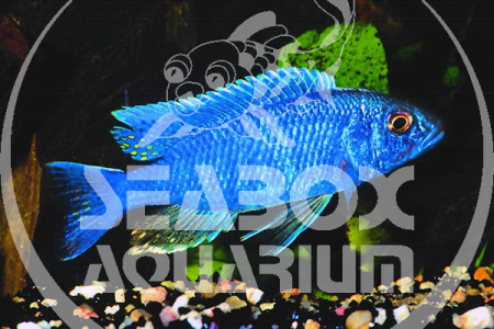 Sciaenochromis Ahli