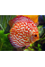 Discus Pigeon Blood