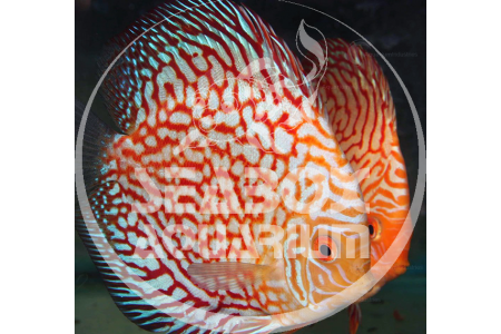 Discus Pigeon Blood