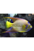 Holacanthus Ciliaris