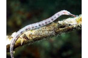 Corythoichthys Intestinalis