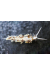 Berghia Verrucicornis