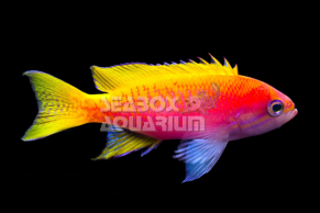 Pseudanthias Bimaculatus