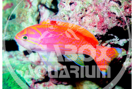 Pseudanthias Bimaculatus