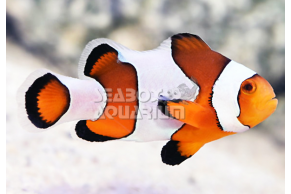 Amphiprion Ocellaris 'Royal Fancy White'